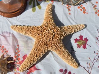 Large Dried Natural Starfish