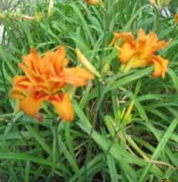 Orange Tall Daylilies plants