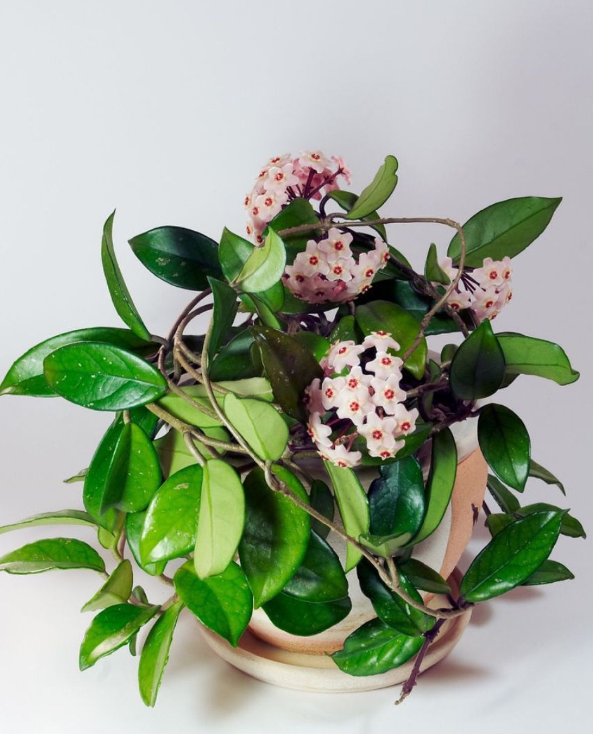 Fragrant Flowers Vine 🪴🌸