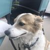 carlos