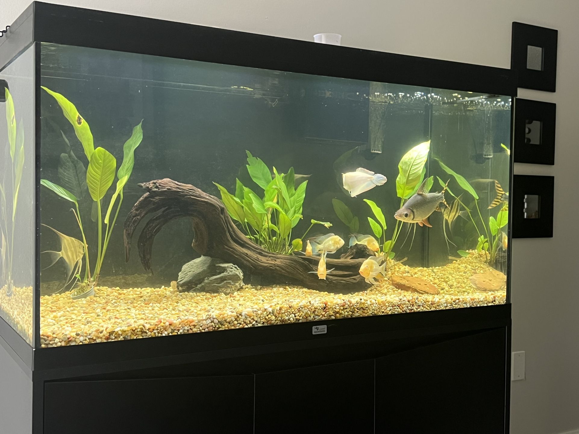 100 Gallons Fish Tank