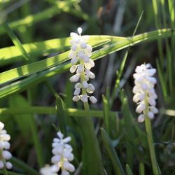 White Lilyturf Ornamental Grass 
