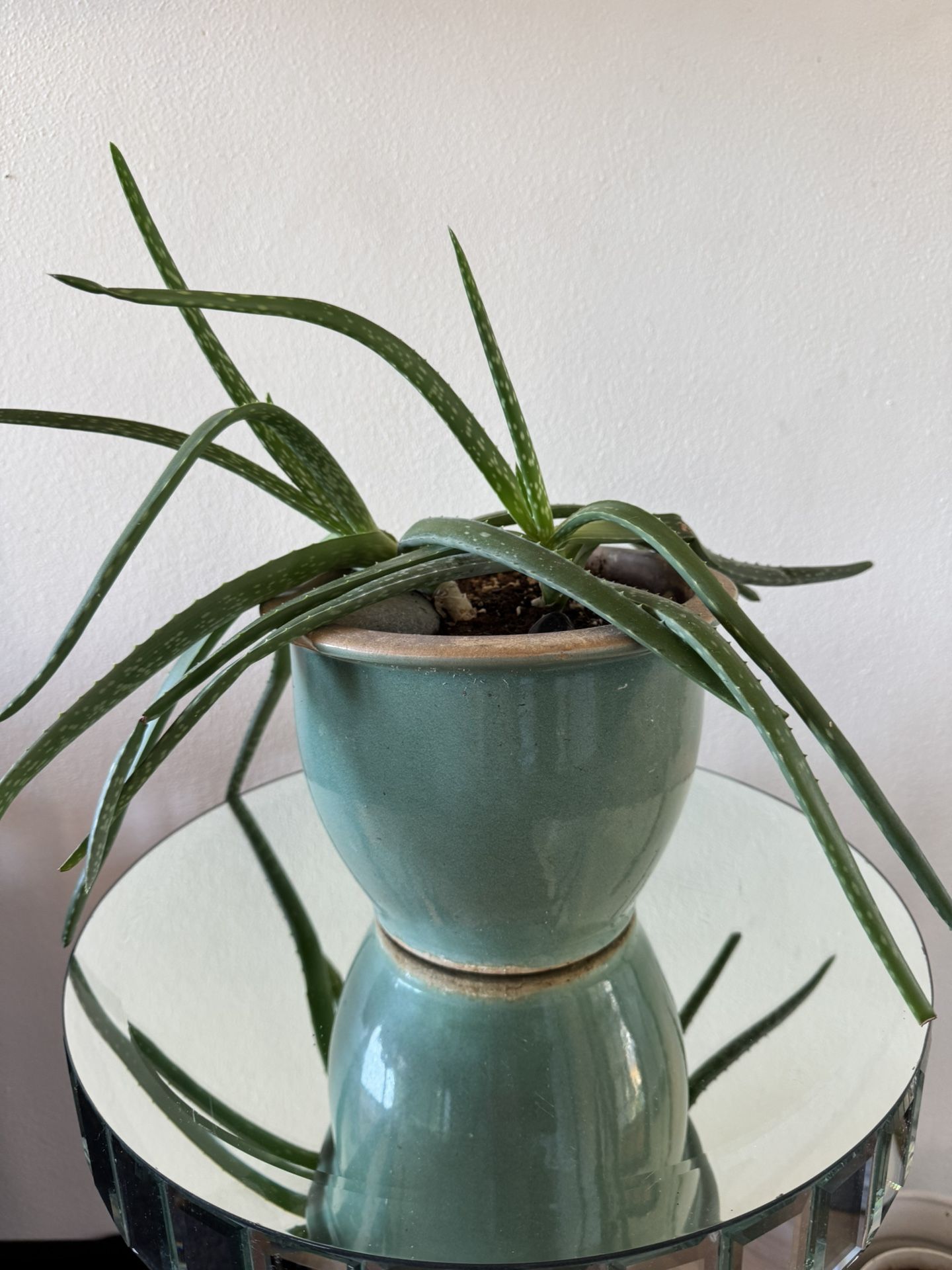 Mature Aloe Plant