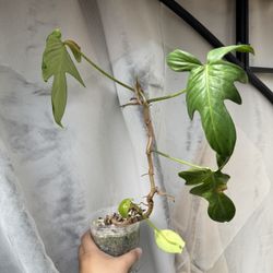 Philodendron Pedatum - 4” Pot - Rooted In Pon