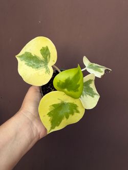 4” variegated peperomia owl eye