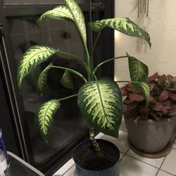 Tropical  Indoor Potted Plants