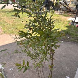 Arbolitos De Granada Y Durazno Y Guallabo 