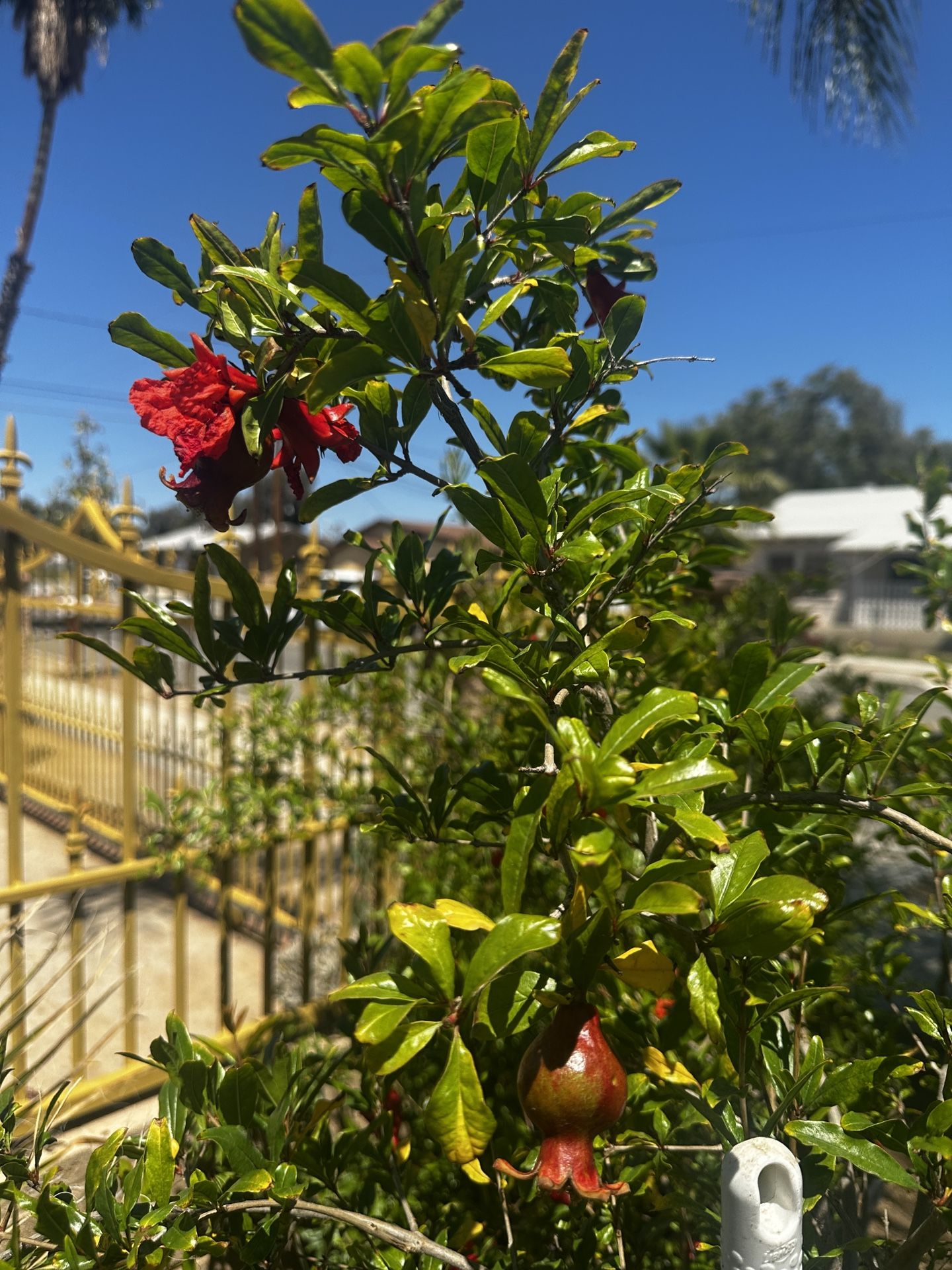 Árbol De Granadas Lista Para El Ponche
