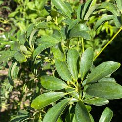 Umbrella Tree  Tropical Plant / Árbol  Paraguas
