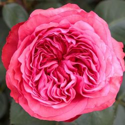 🌹 Love Me Love Me Not Rose – 5 Gallon | $68