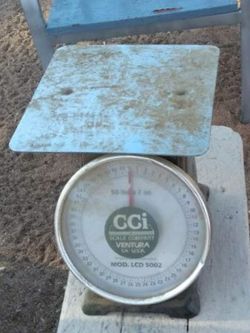 Scale