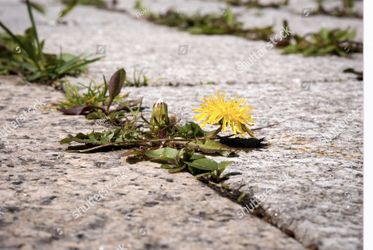 Weed Prevention