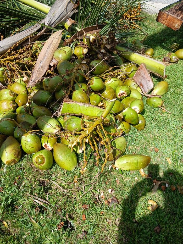 Coconuts