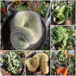 Cactus, Succulents, House Plants. Prices Start At $1.50