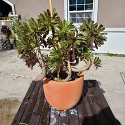 Aeonium Succulent Plant In Clay Pot