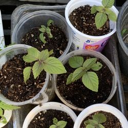 $3 Each Perilla Shiso Asian Japanese Chinese Vietnamese Herb Live Plant Leaves are Purple and Green  Cash only  Pick up in North San Jose, By appointm