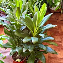 ♥️Gorgeous Green Ti Plant is a natural stress reliever🙏PLS READ DESCRIPTION