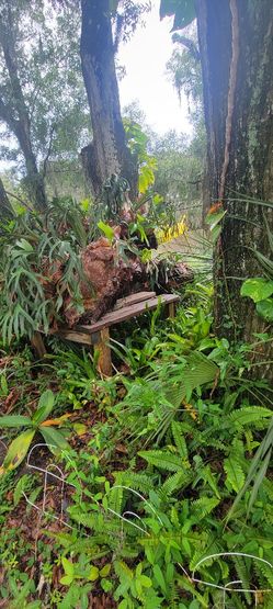 Staghorn Ferns