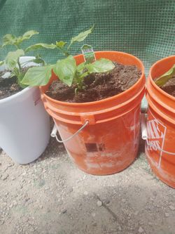 Young Ghost Peppér Starter Plant In 2 Gallon Bucket