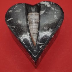 Heart Knife Orthoceras Container With A Lid 