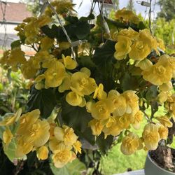 Beautiful Begonias 