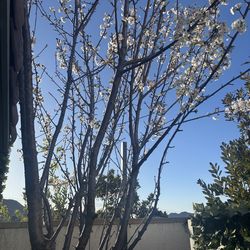 Free cherry tree