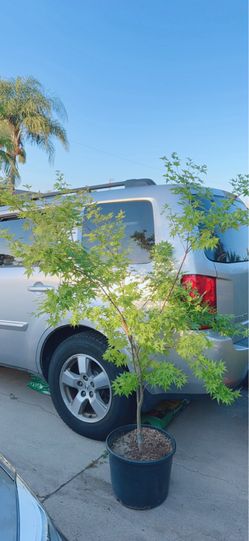 Japanese Coral Bark Maple Tree