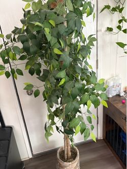 Decoration Tree