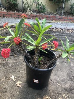 Large Crown Of Thorns-5 Gallon