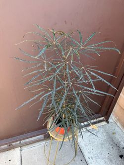 6” false aralia