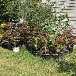 Trees Shrubbery For Sale, Japanese Red, Maplep Figs Tree And More