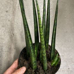 Specialty***6” pot snake plant with baby plant sprouting; now$20each/reg.$25each 95820