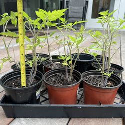 Tomato Plants- Beefsteak And Celebrity- Price For Each 