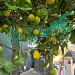 Lemon 5 For $1