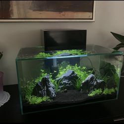 6 gallon fluval fish tank