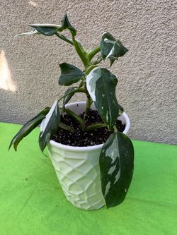 White princess philodendron plant