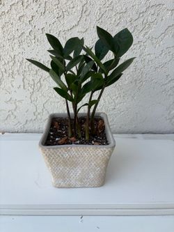 ZZ Plant