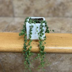 String Of Pearls Plant 