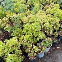 Aeonium Arboreum