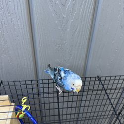 Bird Cage !!