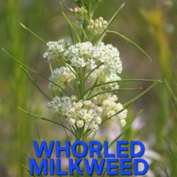 Whorled Milkweed Native Perennial For Sale! Likes Sun.