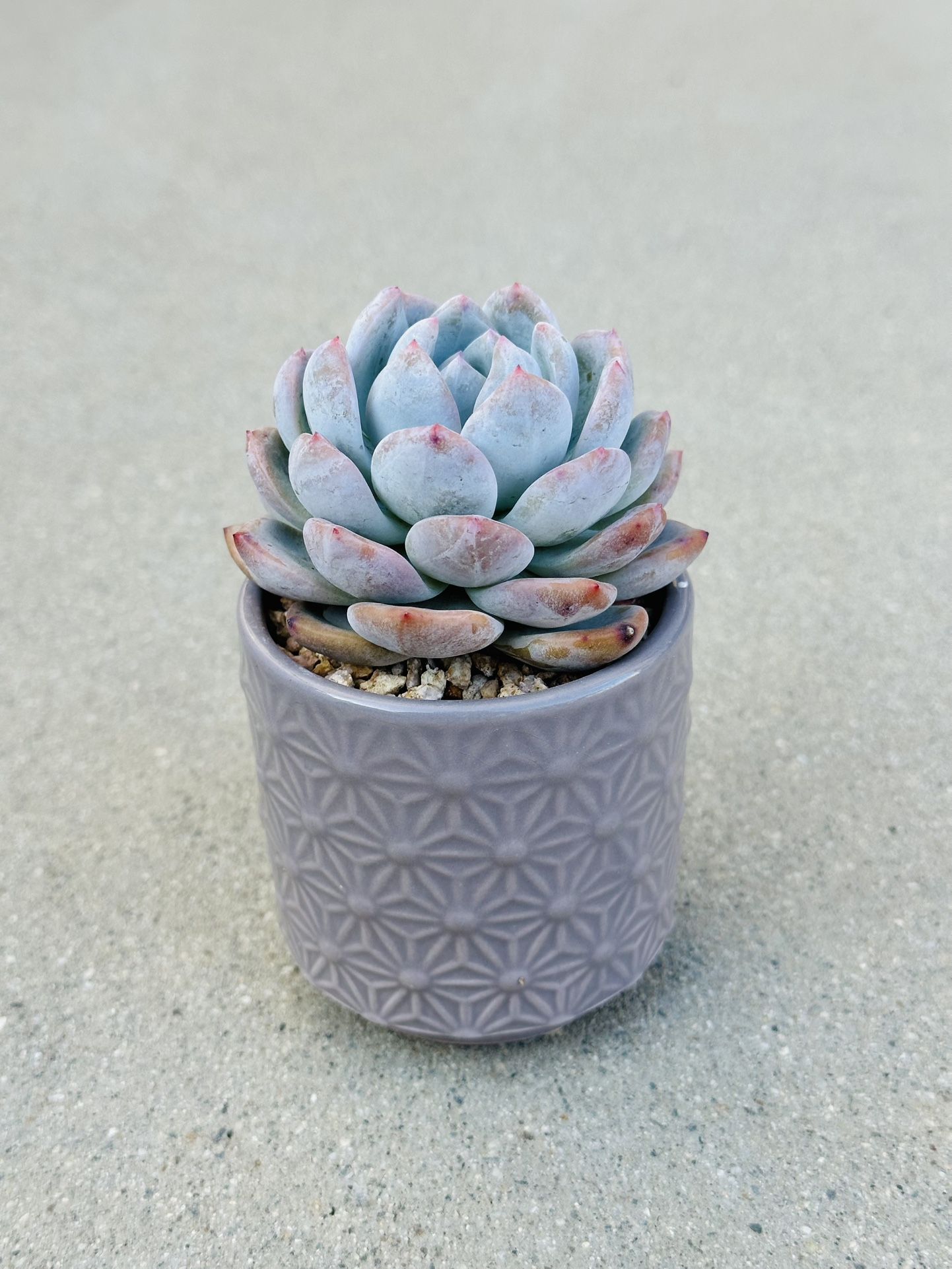 Succulents plants 🪴