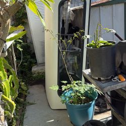 T100 Camper 97-99 Extra Cap