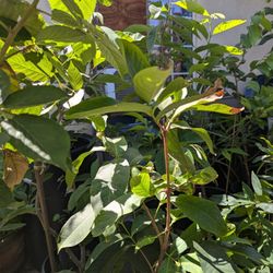 Taiwan Pink Wax Apple Plant 