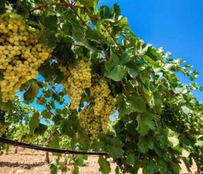 Grape  Plant /Planta De Uva verde