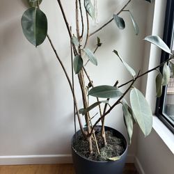 Potted Plant