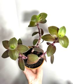 Pale puma tradescantia in 3.5 inch pot