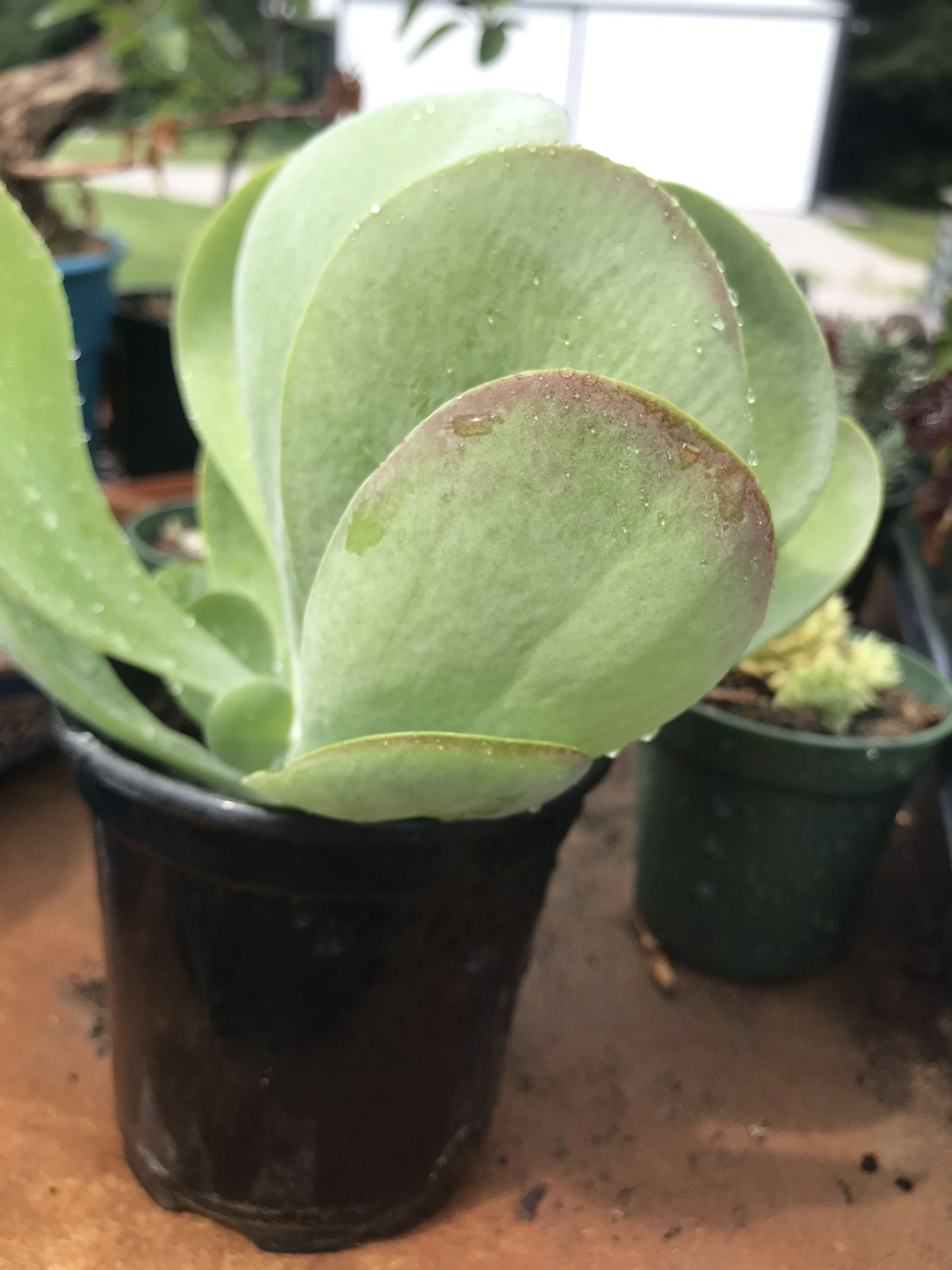 Paddle plant (Kalanchoe tetraphylla) Succulent Plant - 4 Inch Pot