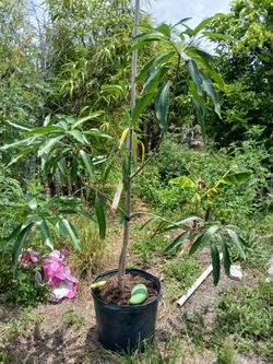Malika mango 7 gallon 5 ft had one fruit but it fell.