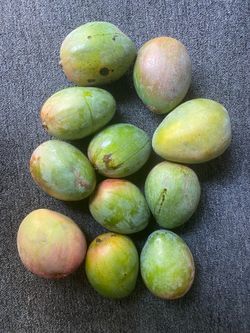 Large Mangoes